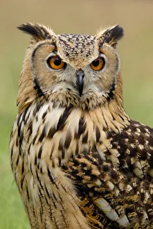 RF- Indian eagle owl (Bubo bengalensis) portrait, captive, from India RF- Indian eagle owl (Bubo bengalensis) portrait, captive, from India