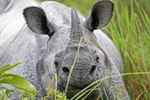 RF - Indian rhinoceros (Rhinoceros unicornis) Kaziranga National Park, Assam, India RF - Indian rhinoceros (Rhinoceros unicornis) Kaziranga National Park, Assam, India