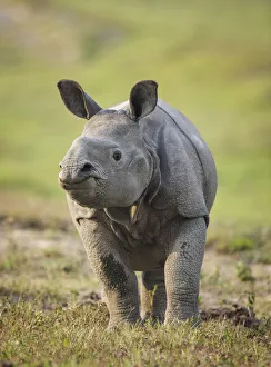 RF- Indian rhinoceros (Rhinoceros unicornis) calf, Kaziranga National Park, Assam, India RF- Indian rhinoceros (Rhinoceros unicornis) calf, Kaziranga National Park, Assam, India