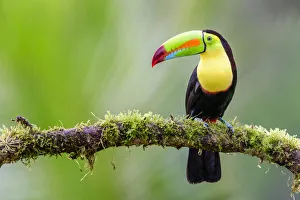 RF - Keel-billed toucan (Ramphastos sulfuratus) perched on mossy branch RF - Keel-billed toucan (Ramphastos sulfuratus) perched on mossy branch