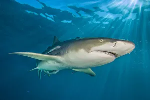 RF - Lemon shark (Negaprion brevirostris) swimming through sun rays in the late afternoon RF - Lemon shark (Negaprion brevirostris) swimming through sun rays in the late afternoon