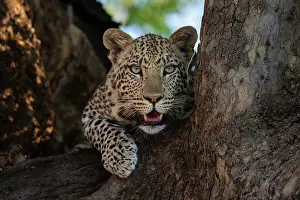 Leopard In Tree Prints: RF - Leopard (Panthera pardus) resting in tree