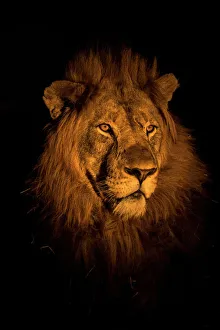 RF - Lion (Panthera leo) head portrait at night, Zimanga private game reserve, KwaZulu-Natal RF - Lion (Panthera leo) head portrait at night, Zimanga private game reserve, KwaZulu-Natal