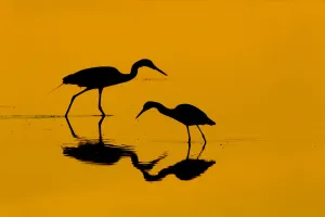 RF- Little blue heron (Egretta caerulea) and Great egret (Ardea alba) in lagoon at sunrise RF- Little blue heron (Egretta caerulea) and Great egret (Ardea alba) in lagoon at sunrise