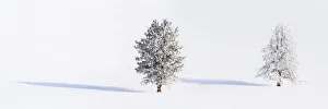 RF - Lodgepole pines (Pinus contorta) covered in heavy early morning hoar frost RF - Lodgepole pines (Pinus contorta) covered in heavy early morning hoar frost