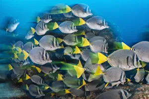 RF - Long exposure of a school of yellowtail surgeonfish (Prionurus punctatus) RF - Long exposure of a school of yellowtail surgeonfish (Prionurus punctatus)