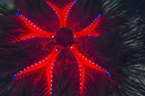RF - Long-spined sea urchin (Astropyga radiata) RF - Long-spined sea urchin (Astropyga radiata)