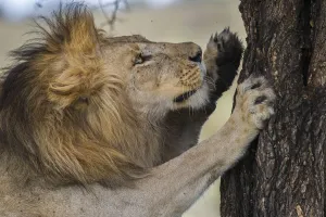 RF - Male African lion (Panthera leo) scratching tree at Big Marsh, Nogorongoro Conservation RF - Male African lion (Panthera leo) scratching tree at Big Marsh, Nogorongoro Conservation