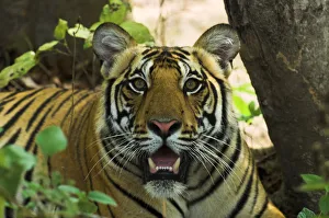 RF- Male Bengal Tiger (Panthera tigris tigris) face portrait in undergrowth RF- Male Bengal Tiger (Panthera tigris tigris) face portrait in undergrowth