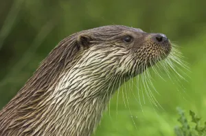RF- Male Dog Otter / Eurasian Otter (Lutra lutra) head profile, captive, England RF- Male Dog Otter / Eurasian Otter (Lutra lutra) head profile, captive, England