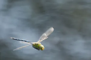 RF- Male Emperor Dragonfly (Anax imperator) in flight, Arne RSPB reserve, Dorset, England RF- Male Emperor Dragonfly (Anax imperator) in flight, Arne RSPB reserve, Dorset, England