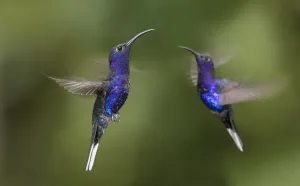 RF - Male Violet Sabrewing hummingbirds (Campylopterus hemileucurus RF - Male Violet Sabrewing hummingbirds (Campylopterus hemileucurus