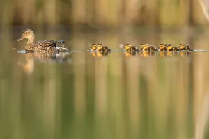 RF - Mallard (Anas platyrhynchos) female swimming with with young chicks following RF - Mallard (Anas platyrhynchos) female swimming with with young chicks following