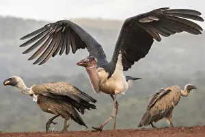 RF - Marabou (Leptoptilos crumenifer) with Whitebacked vultures (Gyps africanus) RF - Marabou (Leptoptilos crumenifer) with Whitebacked vultures (Gyps africanus)