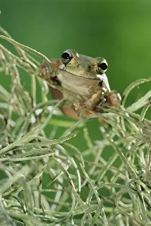 RF- Mexican treefrog 1+Smilisca baudinii+2 on Spanish moss. Texas, USA RF- Mexican treefrog 1+Smilisca baudinii+2 on Spanish moss. Texas, USA