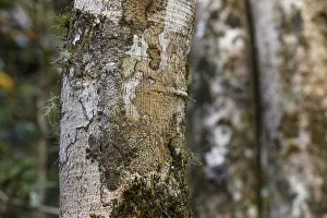 RF - Mossy Leaf-tailed Gecko (Uroplatus sikorae) resting and camouflaged on tree RF - Mossy Leaf-tailed Gecko (Uroplatus sikorae) resting and camouflaged on tree
