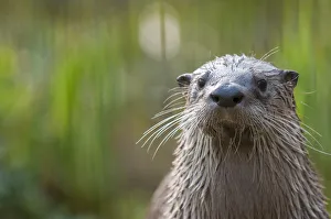 RF- North American river otter (Lutra canadensis) captive, occurs in North America RF- North American river otter (Lutra canadensis) captive, occurs in North America