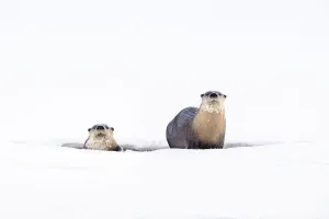 RF - North American river otters (Lutra canadiensis) on the frozen river edge RF - North American river otters (Lutra canadiensis) on the frozen river edge