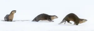 RF - North American river otters (Lontra canadensis) (probably female with two juveniles RF - North American river otters (Lontra canadensis) (probably female with two juveniles