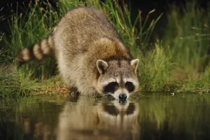 RF- Northern Raccoon (Procyon lotor) drinking from wetland lake. Fennessey Ranch RF- Northern Raccoon (Procyon lotor) drinking from wetland lake. Fennessey Ranch