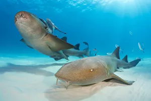 RF - Nurse sharks (Ginglymostoma cirratum) pair swimming over sand in shallow water RF - Nurse sharks (Ginglymostoma cirratum) pair swimming over sand in shallow water
