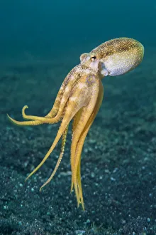 RF - Ocellate octopus (Amphioctopus mototi) swimming up from the sea floor RF - Ocellate octopus (Amphioctopus mototi) swimming up from the sea floor