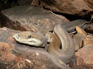 Northern Territory Animals Prints: RF - Olive python (Liasis olivaceus) likely a female owing to large size