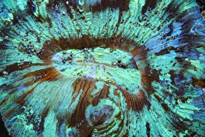 RF - Open brain coral (Trachyphyllia geoffroyi) lives in symbiosis with zooxanthellae RF - Open brain coral (Trachyphyllia geoffroyi) lives in symbiosis with zooxanthellae