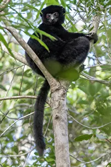 Endangered Lemurs Of Madagascar Prints: RF - Perrier's sifaka (Propithecus perrieri) sitting in tree