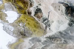 RF - Petrified trees and travetine cascade. Geothermal feature at Mammoth Hot Springs RF - Petrified trees and travetine cascade. Geothermal feature at Mammoth Hot Springs