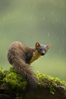 RF- Pine marten (Martes martes) in rain. Scotland, UK. July 2015 RF- Pine marten (Martes martes) in rain. Scotland, UK. July 2015