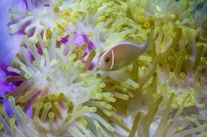 RF - Pink anemonefish (Amphiprion perideraion) with host anemone (Heteractis magnifica) RF - Pink anemonefish (Amphiprion perideraion) with host anemone (Heteractis magnifica)