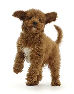 RF - Playful Red Cavapoo puppy. (This image may be licensed either as rights managed or RF - Playful Red Cavapoo puppy. (This image may be licensed either as rights managed or