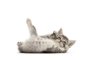 RF - Playful Silver tabby kitten rolling on back RF - Playful Silver tabby kitten rolling on back