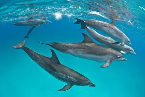 RF- Pod of Atlantic spotted dolphins (Stenella frontalis) over shallow sand bank RF- Pod of Atlantic spotted dolphins (Stenella frontalis) over shallow sand bank
