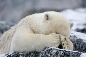 RF- Polar bear (Ursus maritimus) with paws covering eyes, Svalbard, Norway, September 2009 RF- Polar bear (Ursus maritimus) with paws covering eyes, Svalbard, Norway, September 2009