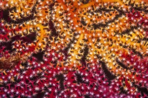 RF - Polyps on gorgonian fan coral. West Papua, Indonesia RF - Polyps on gorgonian fan coral. West Papua, Indonesia