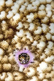 2019 october highlights/rf portrait coral hermit crab paguritta harmsi 2019 october highlights/rf portrait coral hermit crab paguritta harmsi