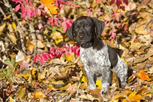 RF - Portrait of domestic German shorthaired pointer pup in autumn. Pomfret, Connecticut, USA RF - Portrait of domestic German shorthaired pointer pup in autumn. Pomfret, Connecticut, USA