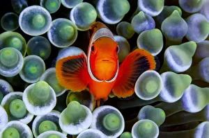 RF - Portrait of Spinecheek anemonefish (Premnas biaculeatus RF - Portrait of Spinecheek anemonefish (Premnas biaculeatus