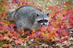RF - Raccoon (Procyon lotor) in autumn foliage. Connecticut, USA. October RF - Raccoon (Procyon lotor) in autumn foliage. Connecticut, USA. October