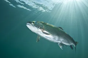 RF- Rainbow trout (Oncorhynchus mykiss) in lake, Capernwray, Lancashire, UK, July RF- Rainbow trout (Oncorhynchus mykiss) in lake, Capernwray, Lancashire, UK, July