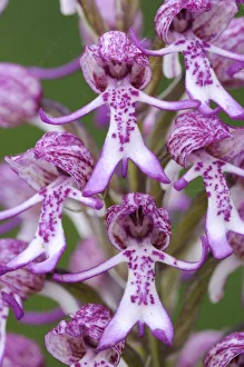 RF- Rare Monkey / Lady hybrid orchid (Orchis simia x purpurea) RF- Rare Monkey / Lady hybrid orchid (Orchis simia x purpurea)