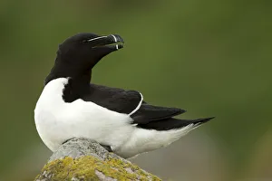 RF- Razorbill (Alca torda) resting on rocks. Great Saltee Island, County Wexford, Ireland RF- Razorbill (Alca torda) resting on rocks. Great Saltee Island, County Wexford, Ireland