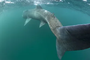 RF- Rear view of Basking shark (Cetorhinus maximus) feeding on plankton, visible RF- Rear view of Basking shark (Cetorhinus maximus) feeding on plankton, visible