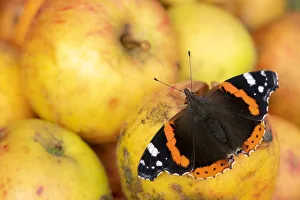RF - Red admiral butterfly (Vanessa atalanta) feeding on rotten apples RF - Red admiral butterfly (Vanessa atalanta) feeding on rotten apples