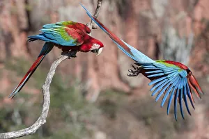 RF - Red-and-green macaws (Ara chloropterus) two with one taking off RF - Red-and-green macaws (Ara chloropterus) two with one taking off