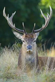 RF - Red deer (Cervus elaphus) Richmond Park, London, England, UK RF - Red deer (Cervus elaphus) Richmond Park, London, England, UK
