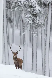 RF - Red Deer stag (Cervus elaphus) in snow-covered pine forest. Scotland, UK. December RF - Red Deer stag (Cervus elaphus) in snow-covered pine forest. Scotland, UK. December