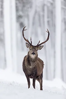 RF - Red Deer stag (Cervus elaphus) in snow-covered pine forest. Scotland, UK. December RF - Red Deer stag (Cervus elaphus) in snow-covered pine forest. Scotland, UK. December